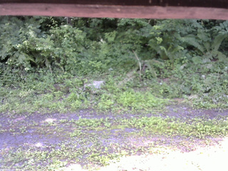 長野県菅平高原 ゆたか山荘 東側(坂下) 2026/07/08 14:15