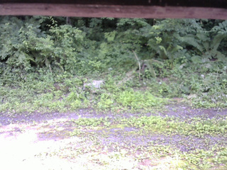 長野県菅平高原 ゆたか山荘 東側(坂下) 2026/07/08 15:15