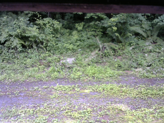 長野県菅平高原 ゆたか山荘 東側(坂下) 2026/07/08 15:45