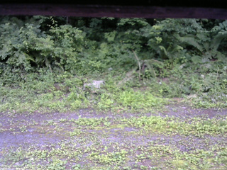 長野県菅平高原 ゆたか山荘 東側(坂下) 2026/07/08 16:45