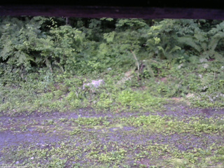 長野県菅平高原 ゆたか山荘 東側(坂下) 2026/07/09 05:15