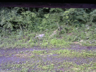 長野県菅平高原 ゆたか山荘 東側(坂下) 2026/07/09 05:30