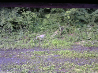 長野県菅平高原 ゆたか山荘 東側(坂下) 2026/07/09 05:45