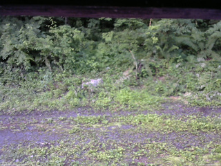 長野県菅平高原 ゆたか山荘 東側(坂下) 2026/07/09 06:00