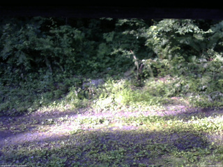 長野県菅平高原 ゆたか山荘 東側(坂下) 2026/07/09 06:30