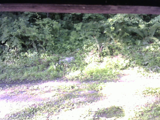 長野県菅平高原 ゆたか山荘 東側(坂下) 2026/07/09 06:45