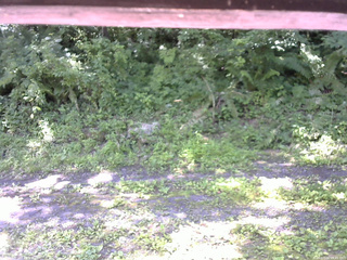 長野県菅平高原 ゆたか山荘 東側(坂下) 2026/07/09 09:45