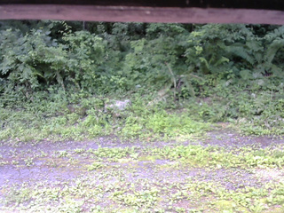 長野県菅平高原 ゆたか山荘 東側(坂下) 2026/07/09 10:15