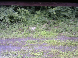 長野県菅平高原 ゆたか山荘 東側(坂下) 2026/07/09 10:45