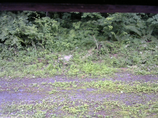 長野県菅平高原 ゆたか山荘 東側(坂下) 2026/07/09 11:15