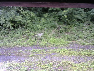 長野県菅平高原 ゆたか山荘 東側(坂下) 2026/07/09 11:30