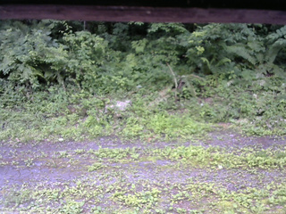 長野県菅平高原 ゆたか山荘 東側(坂下) 2026/07/09 11:45