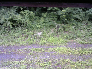 長野県菅平高原 ゆたか山荘 東側(坂下) 2026/07/09 12:15