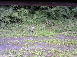 長野県菅平高原 ゆたか山荘 東側(坂下) 2026/07/09 12:30