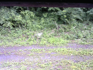 長野県菅平高原 ゆたか山荘 東側(坂下) 2026/07/09 15:00