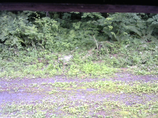 長野県菅平高原 ゆたか山荘 東側(坂下) 2026/07/09 16:30