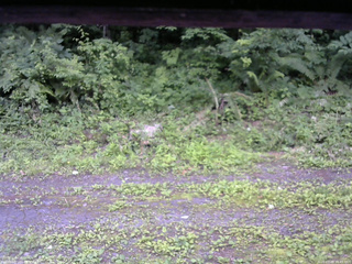 長野県菅平高原 ゆたか山荘 東側(坂下) 2026/07/09 16:45
