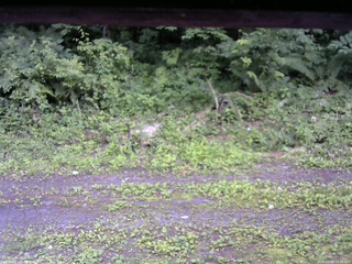 長野県菅平高原 ゆたか山荘 東側(坂下) 2026/07/09 17:30