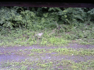 長野県菅平高原 ゆたか山荘 東側(坂下) 2026/07/09 17:45