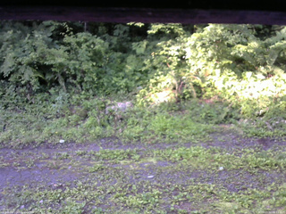 長野県菅平高原 ゆたか山荘 東側(坂下) 2026/07/10 06:15