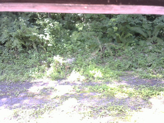 長野県菅平高原 ゆたか山荘 東側(坂下) 2026/07/10 09:15