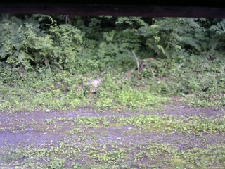 長野県菅平高原 ゆたか山荘 東側(坂下) 2026/07/10 17:30