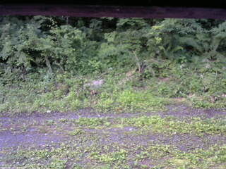 長野県菅平高原 ゆたか山荘 東側(坂下) 2026/07/11 05:45