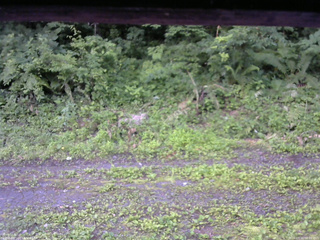 長野県菅平高原 ゆたか山荘 東側(坂下) 2026/07/11 06:00