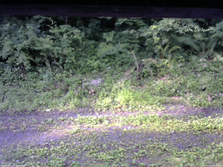 長野県菅平高原 ゆたか山荘 東側(坂下) 2026/07/11 06:30