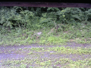 長野県菅平高原 ゆたか山荘 東側(坂下) 2026/07/11 06:45