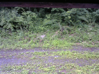 長野県菅平高原 ゆたか山荘 東側(坂下) 2026/07/11 07:00