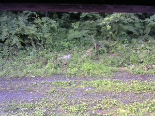 長野県菅平高原 ゆたか山荘 東側(坂下) 2026/07/11 07:15