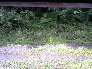 長野県菅平高原 ゆたか山荘 東側(坂下) 2026/07/11 08:15