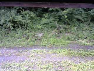 長野県菅平高原 ゆたか山荘 東側(坂下) 2026/07/11 08:30