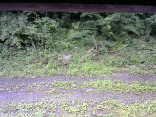 長野県菅平高原 ゆたか山荘 東側(坂下) 2026/07/11 08:45
