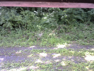 長野県菅平高原 ゆたか山荘 東側(坂下) 2026/07/11 10:15