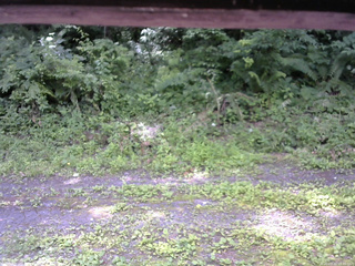 長野県菅平高原 ゆたか山荘 東側(坂下) 2026/07/11 10:30