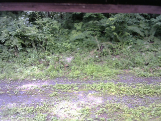 長野県菅平高原 ゆたか山荘 東側(坂下) 2026/07/11 11:00