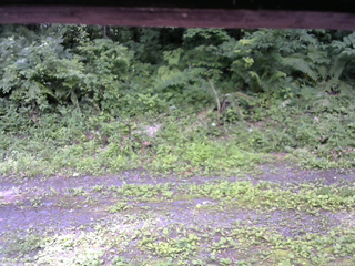 長野県菅平高原 ゆたか山荘 東側(坂下) 2026/07/11 11:15