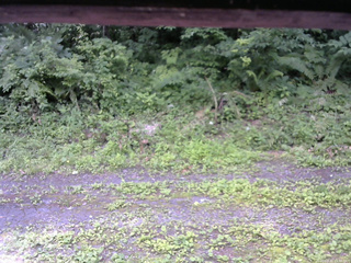 長野県菅平高原 ゆたか山荘 東側(坂下) 2026/07/11 11:30