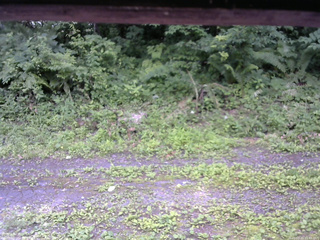 長野県菅平高原 ゆたか山荘 東側(坂下) 2026/07/11 11:45