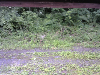 長野県菅平高原 ゆたか山荘 東側(坂下) 2026/07/11 12:15