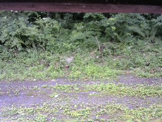 長野県菅平高原 ゆたか山荘 東側(坂下) 2026/07/11 12:30