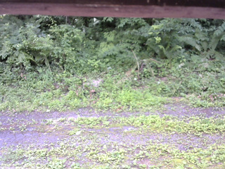 長野県菅平高原 ゆたか山荘 東側(坂下) 2026/07/11 12:45