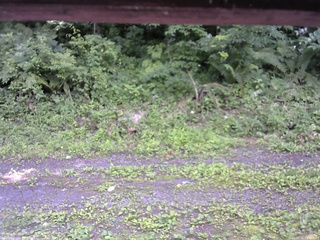 長野県菅平高原 ゆたか山荘 東側(坂下) 2026/07/11 13:00
