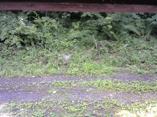 長野県菅平高原 ゆたか山荘 東側(坂下) 2026/07/11 14:00