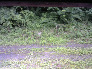 長野県菅平高原 ゆたか山荘 東側(坂下) 2026/07/11 15:00