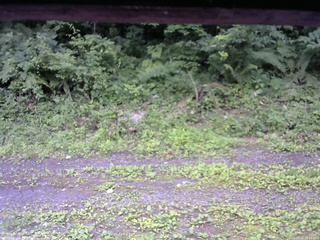 長野県菅平高原 ゆたか山荘 東側(坂下) 2026/07/11 16:15