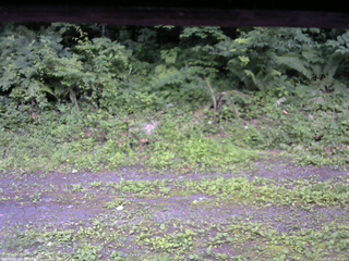 長野県菅平高原 ゆたか山荘 東側(坂下) 2026/07/11 17:45