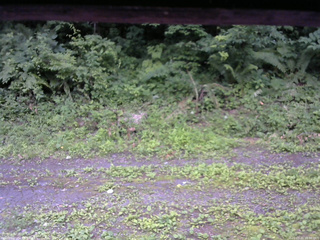 長野県菅平高原 ゆたか山荘 東側(坂下) 2026/07/11 18:00